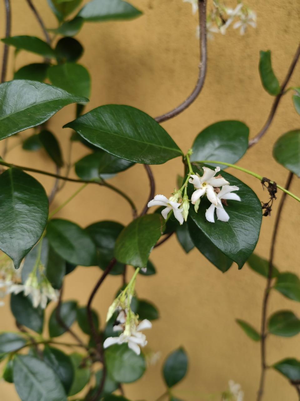 外用内服,用途广泛