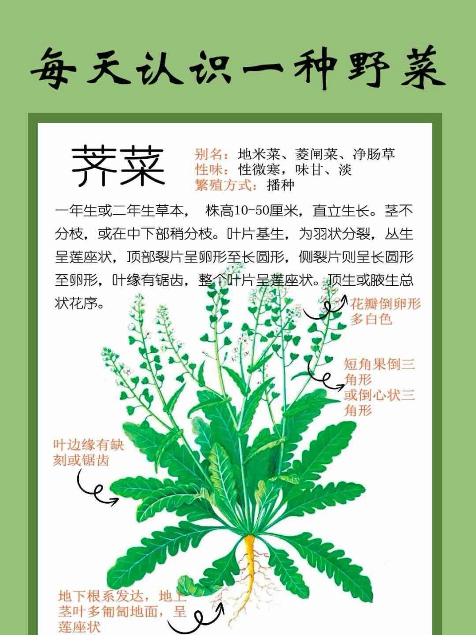 如何更好地食用荠菜
