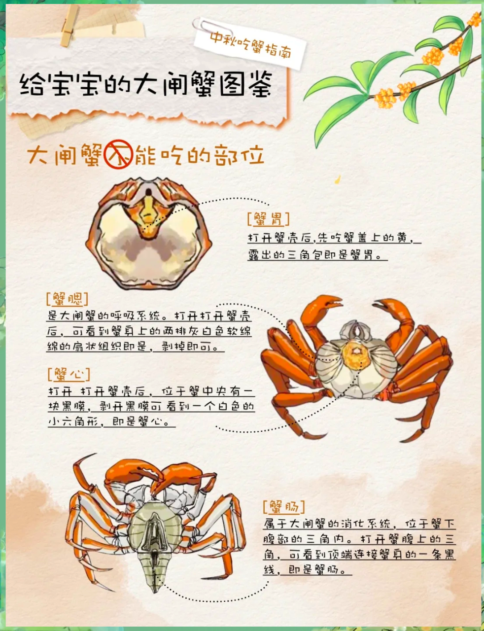 提升免疫力与抗炎作用