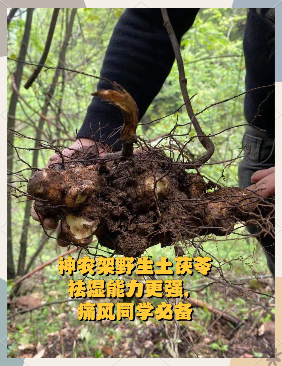 土茯苓的现代研究与发现