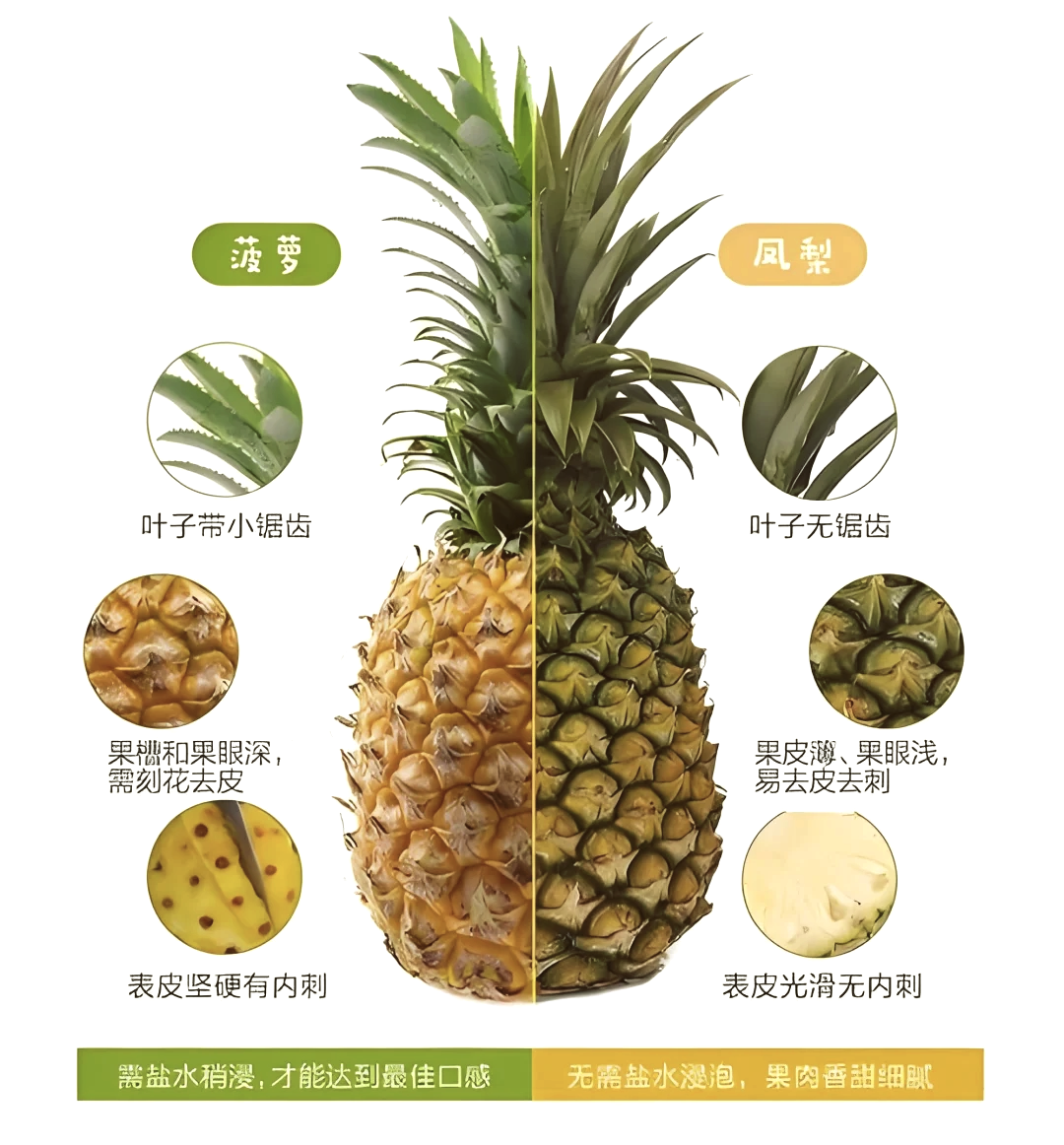 低热量高水分,适合减肥人群