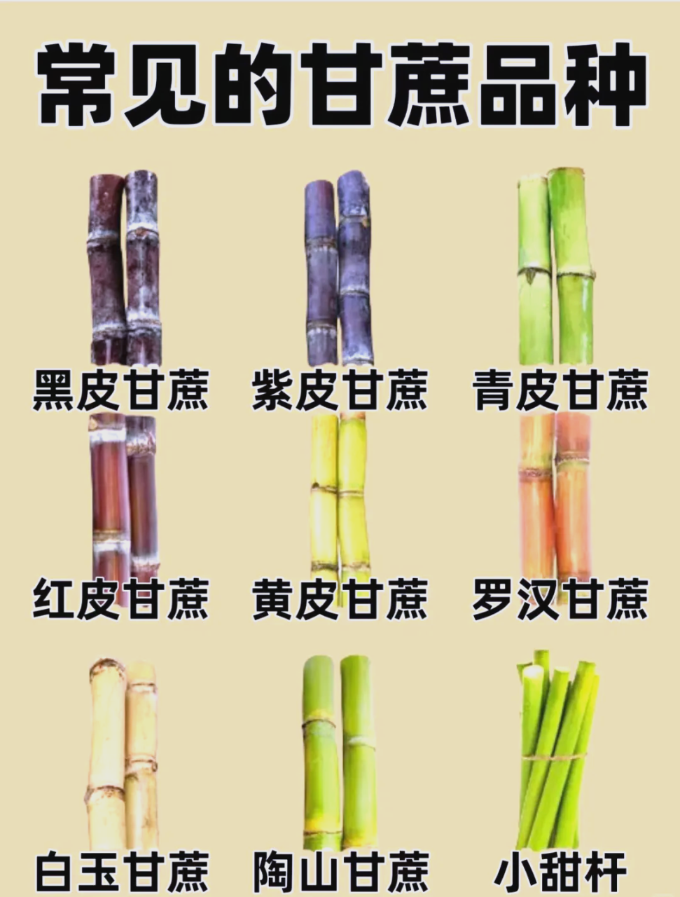 润肺止咳，适合秋冬季节