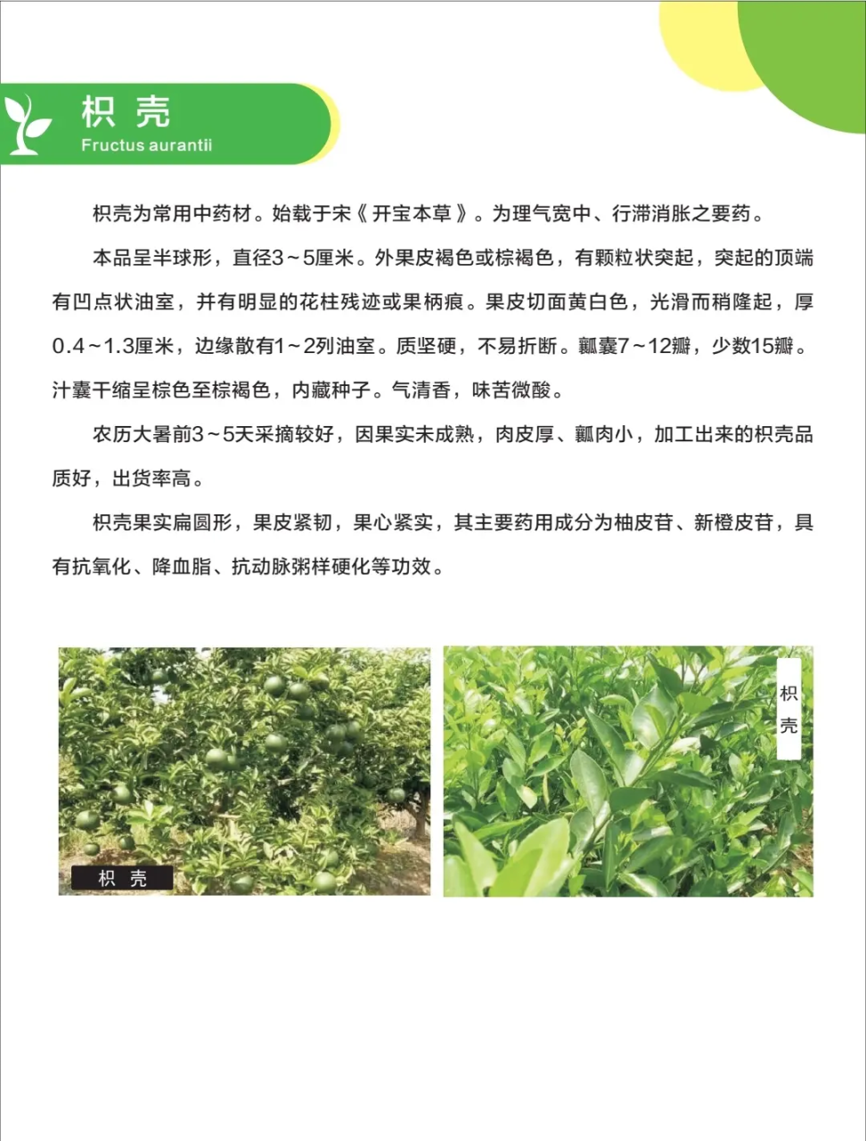 如何正确使用枳壳