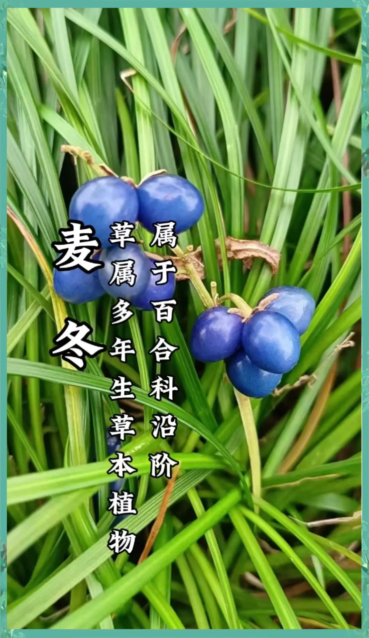 润肺止咳,改善呼吸道问题