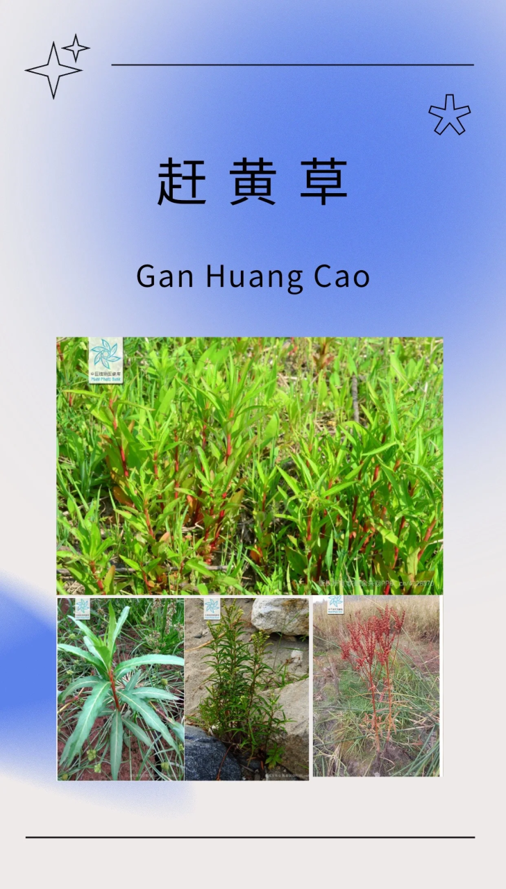 如何正确使用赶黄草