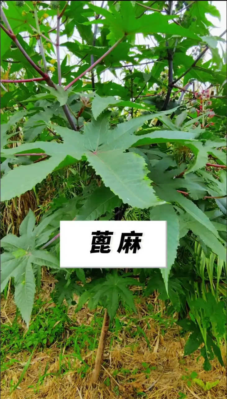 多方面的健康益处