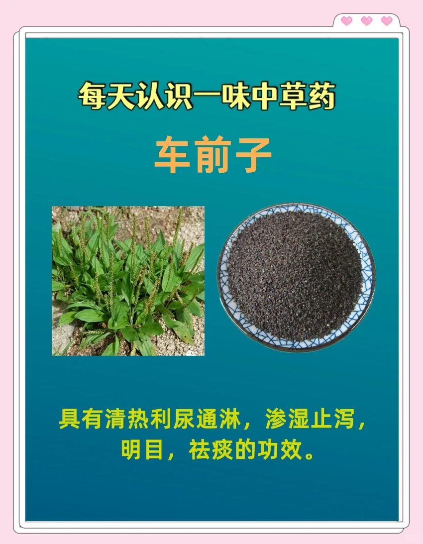 日常生活中如何巧妙利用车前草