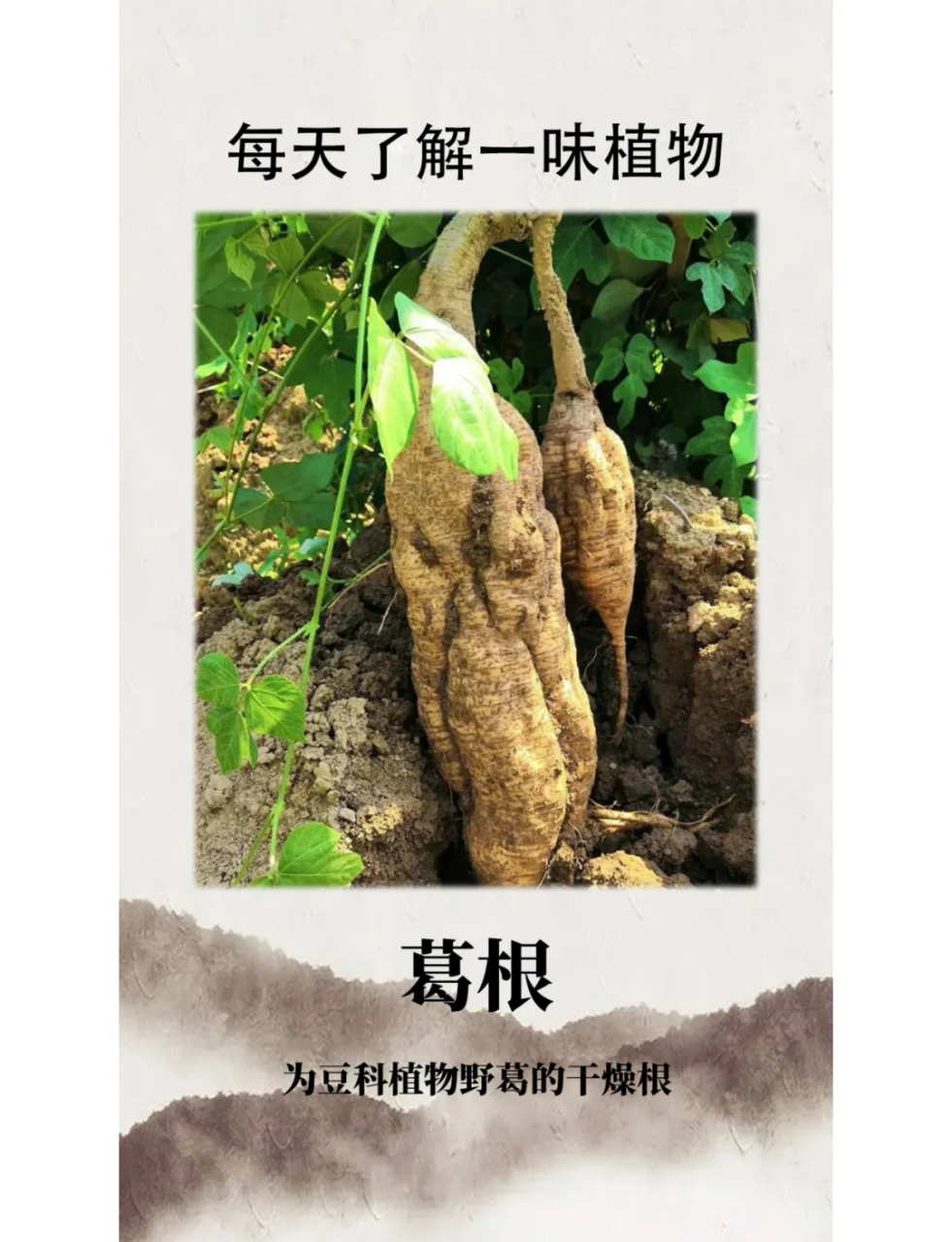 清热解毒,润燥生津