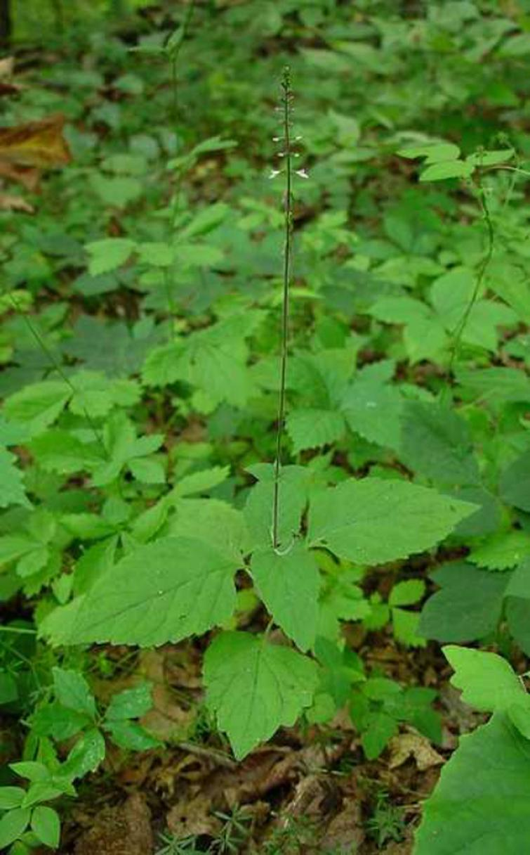 日常应用,简单实用