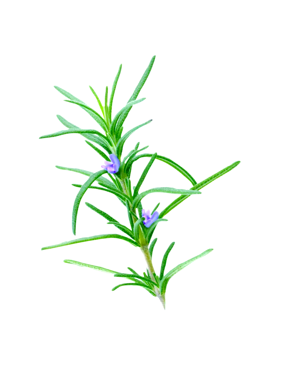 二、改善记忆与专注力