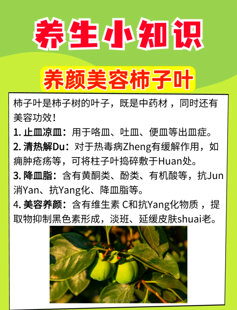 柿子叶的药用价值