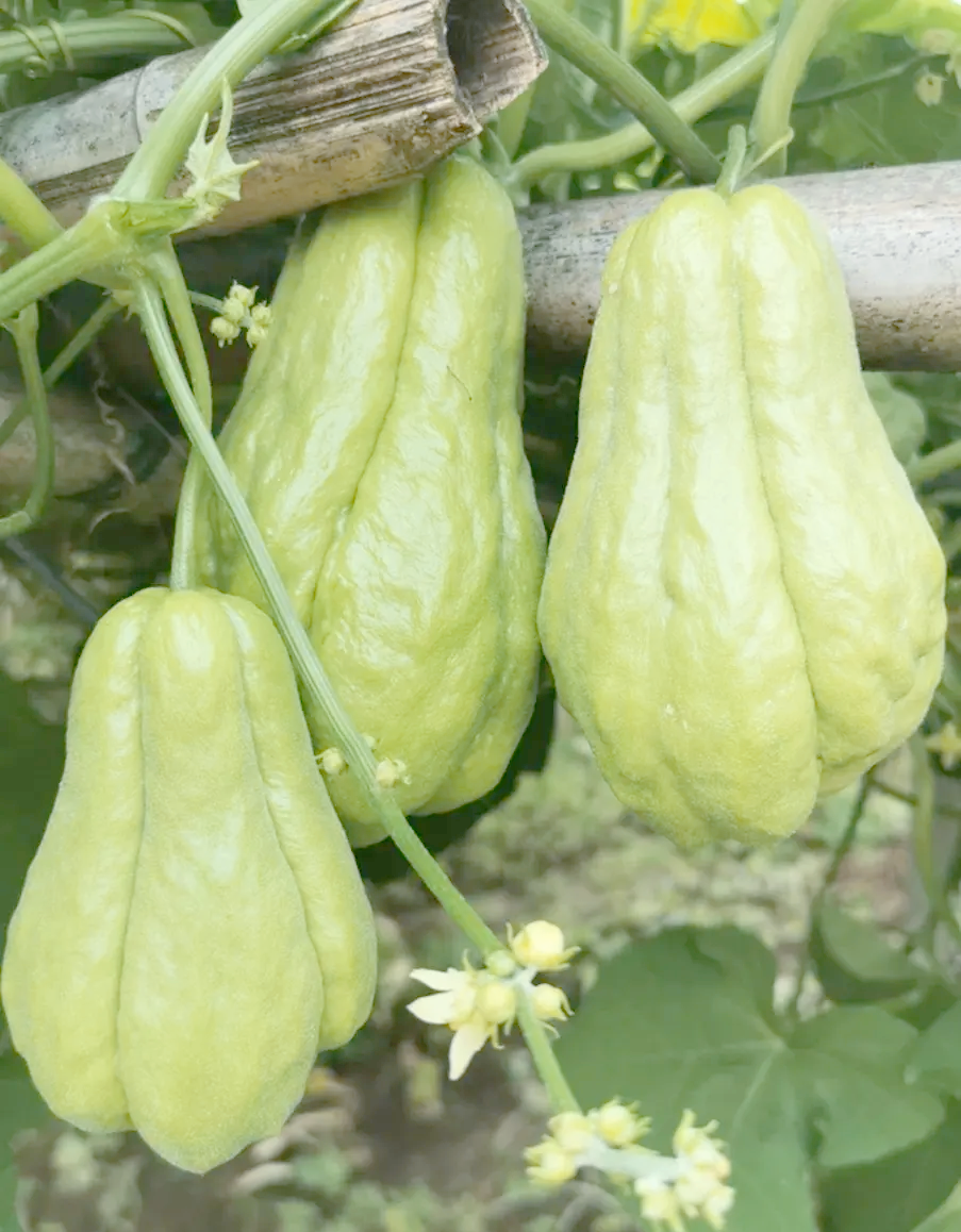 促进新陈代谢,美容养颜