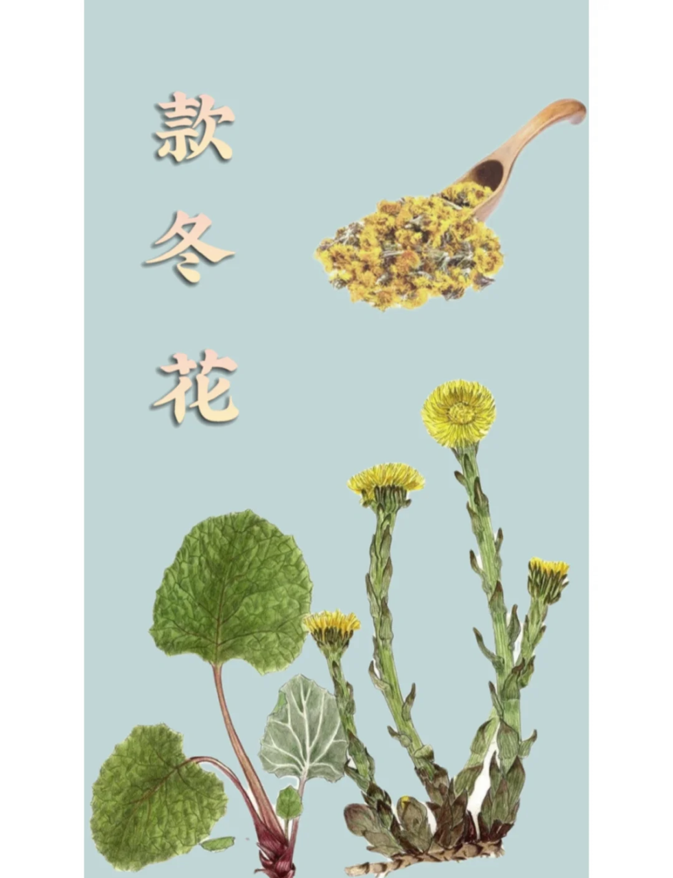 三、药用价值与现代研究