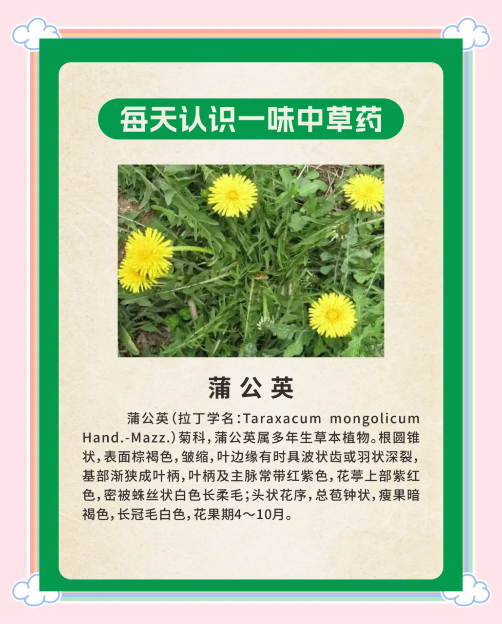 小贴士:如何正确食用蒲公英