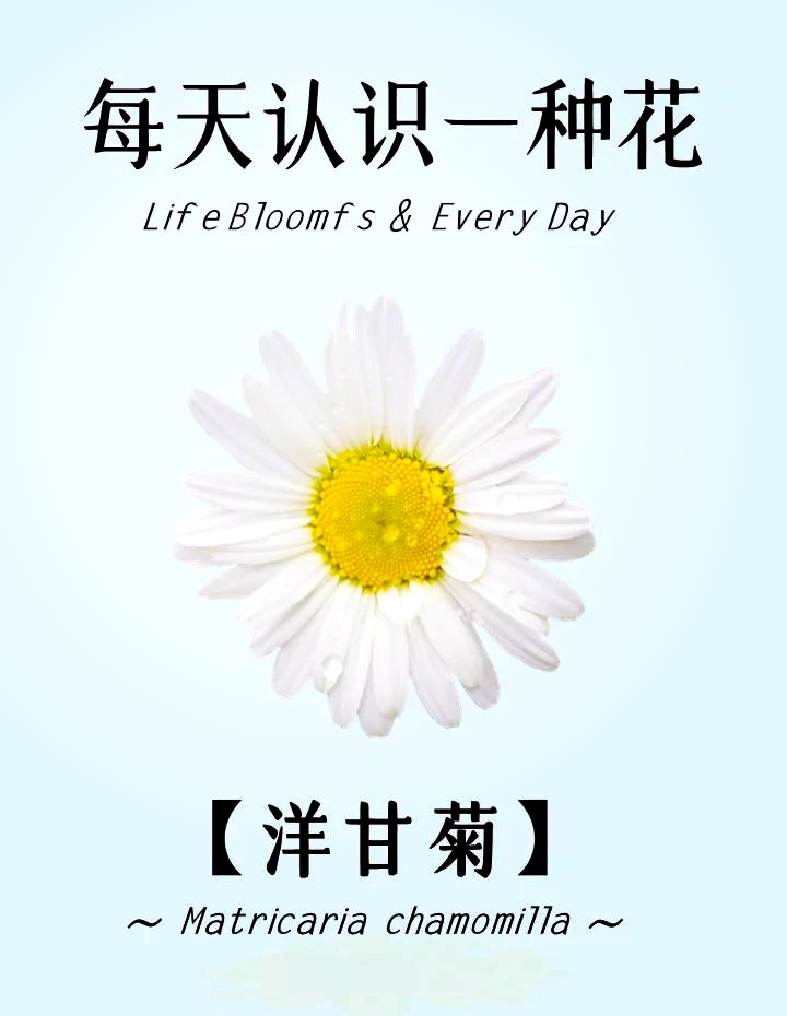 小贴士:如何更好地利用洋甘菊