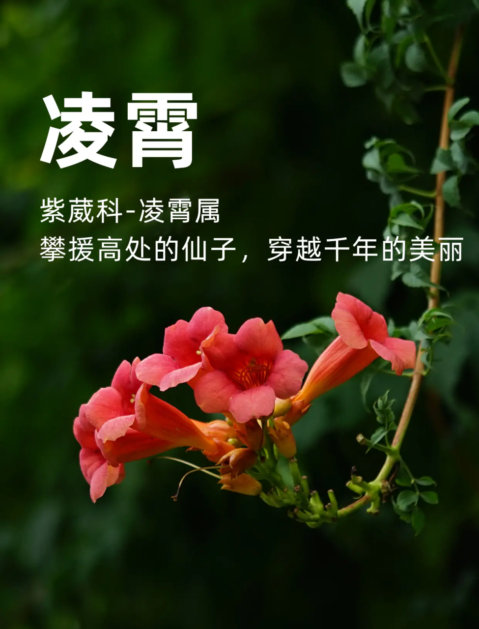 养生保健，日常食用更佳