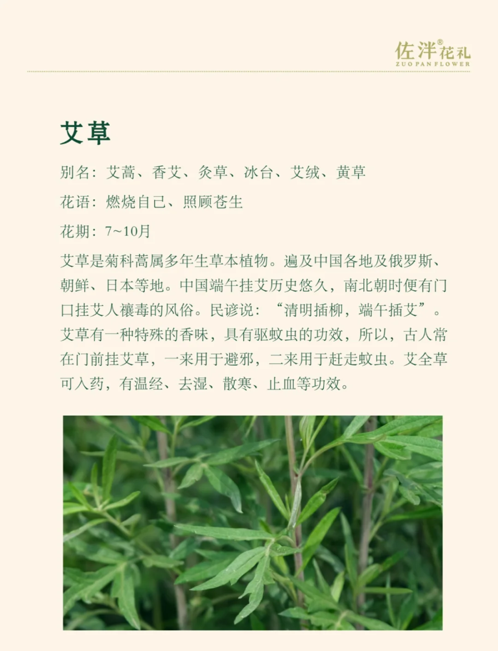 选择优质艾叶,效果更佳