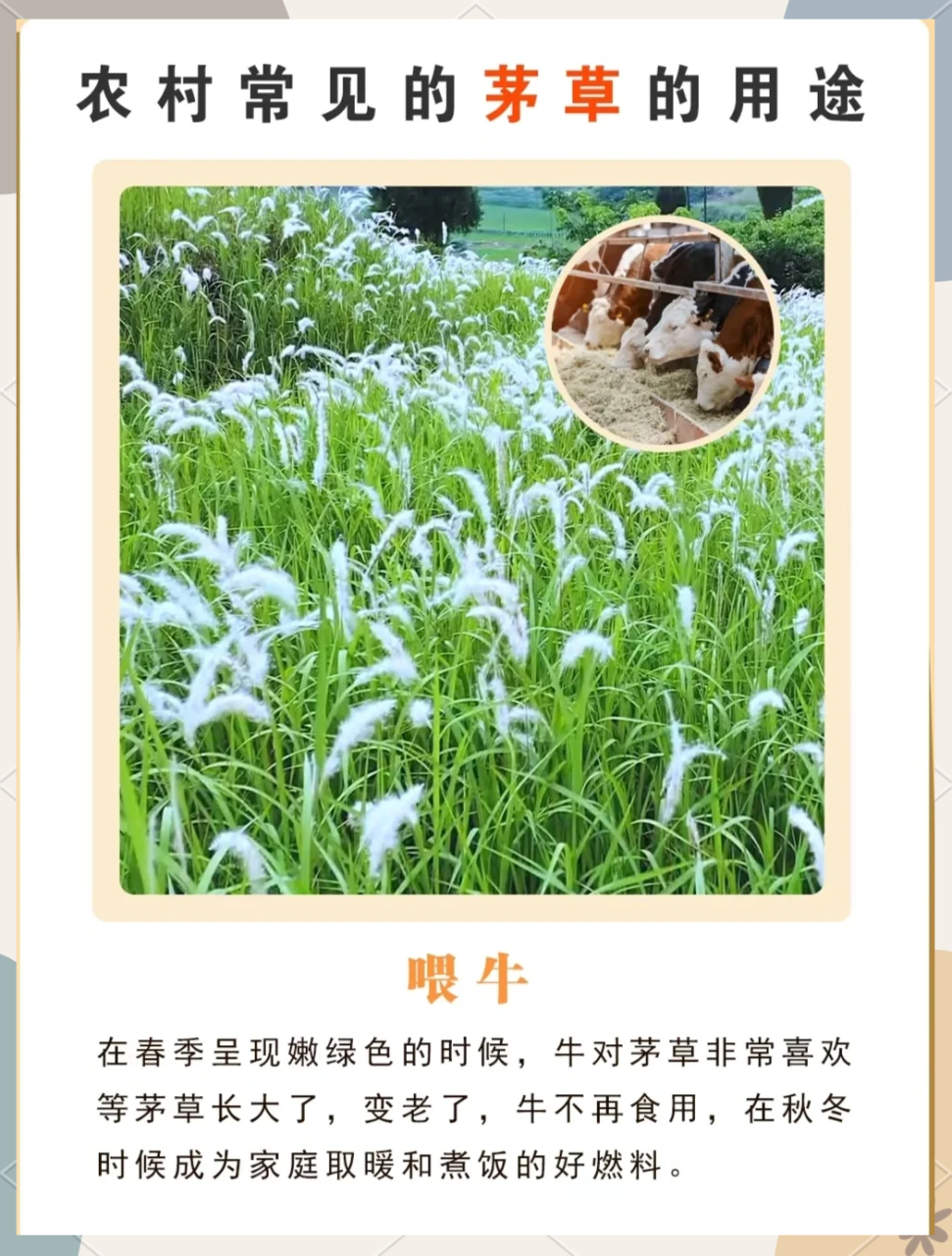 利尿通淋,改善泌尿系统