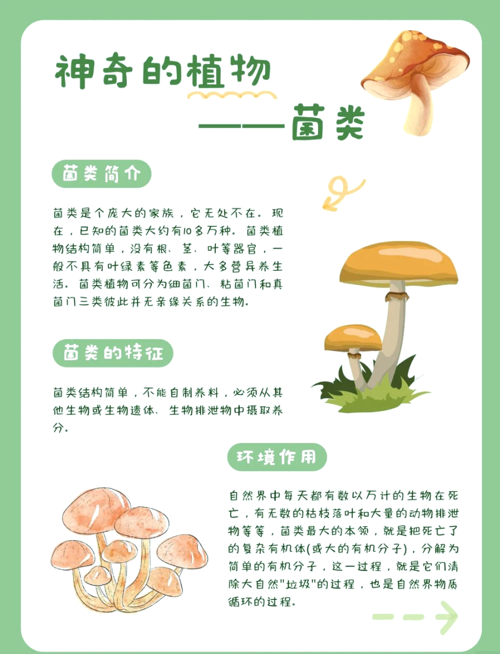 让蘑菇成为你生活中的健康伙伴