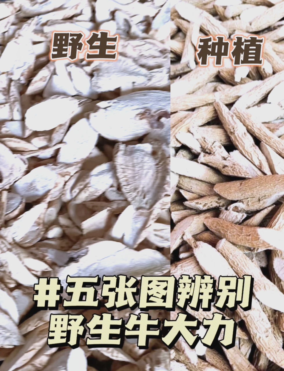 科学应用:如何正确使用牛大力