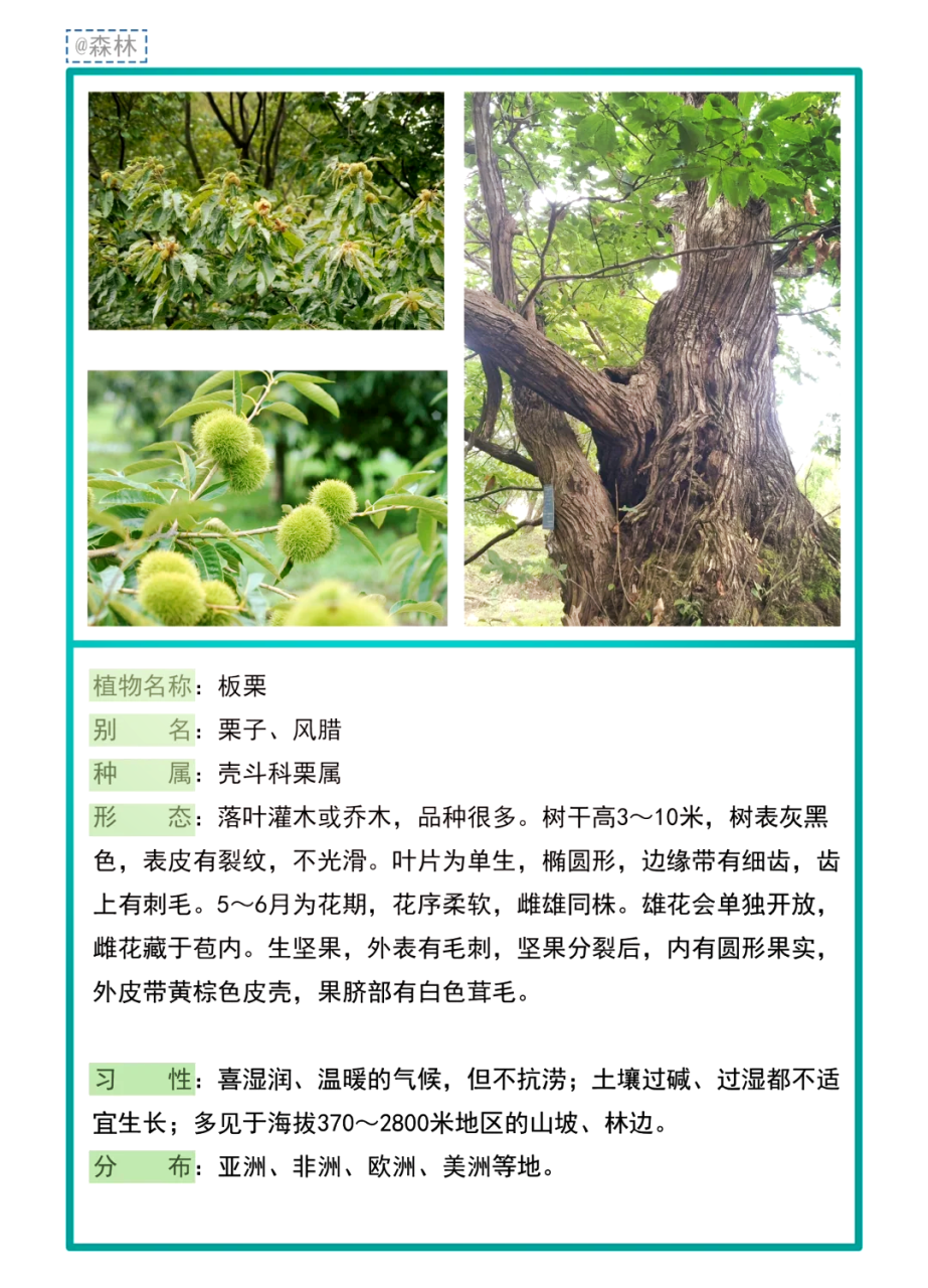 促进消化,调理肠胃