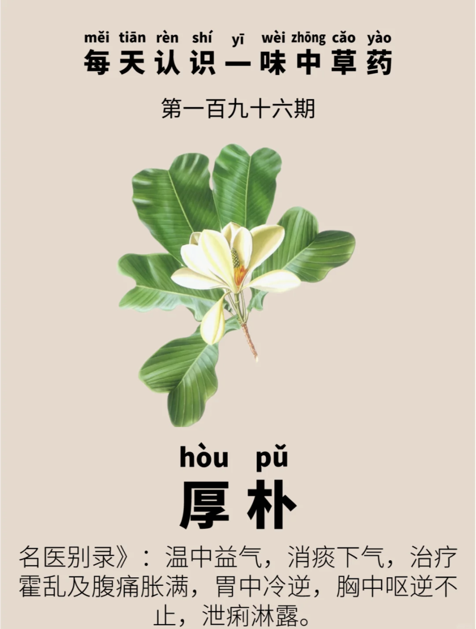 姑娘厚朴的主要功效