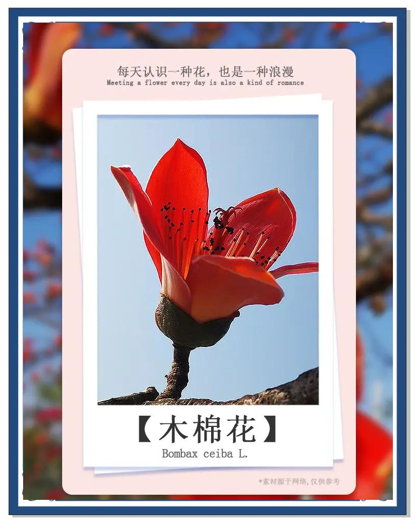 如何正确使用木棉花