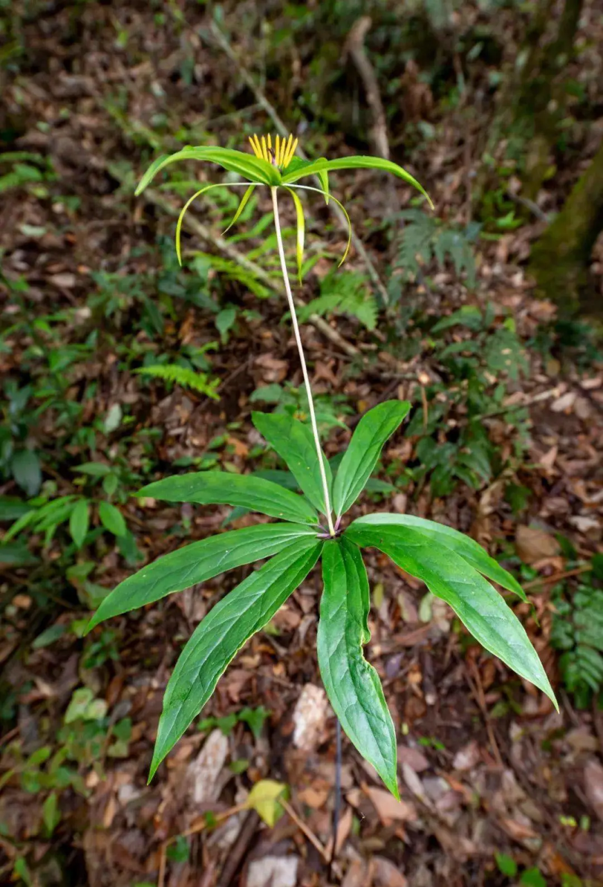 缓解疼痛,改善体质