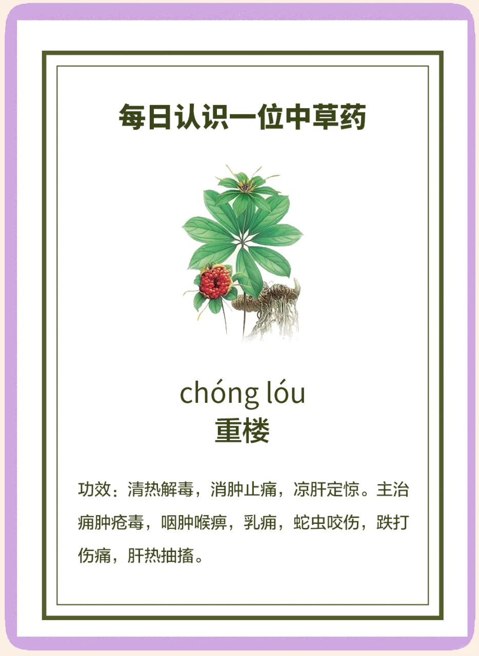 重楼的常见用途与使用方法