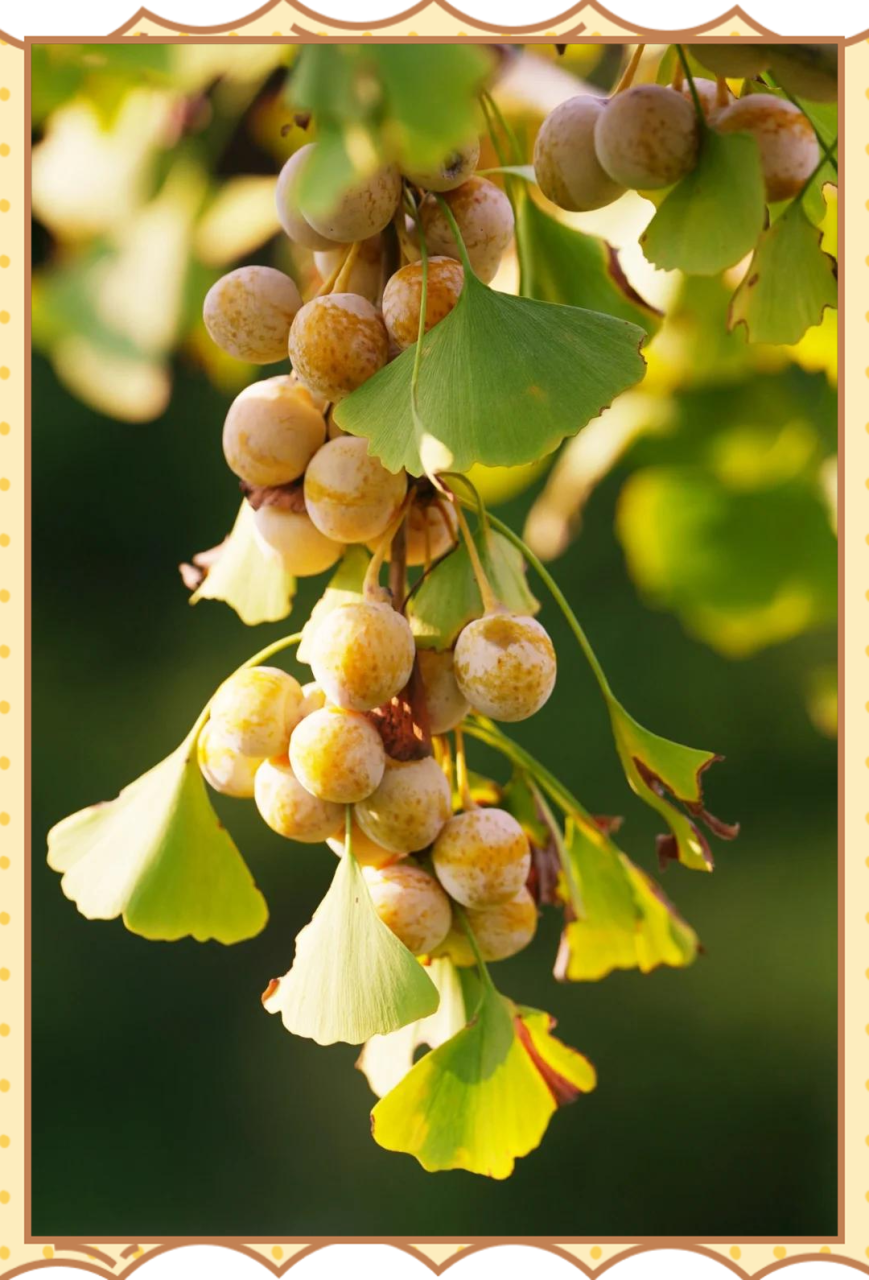 烹饪与食用建议