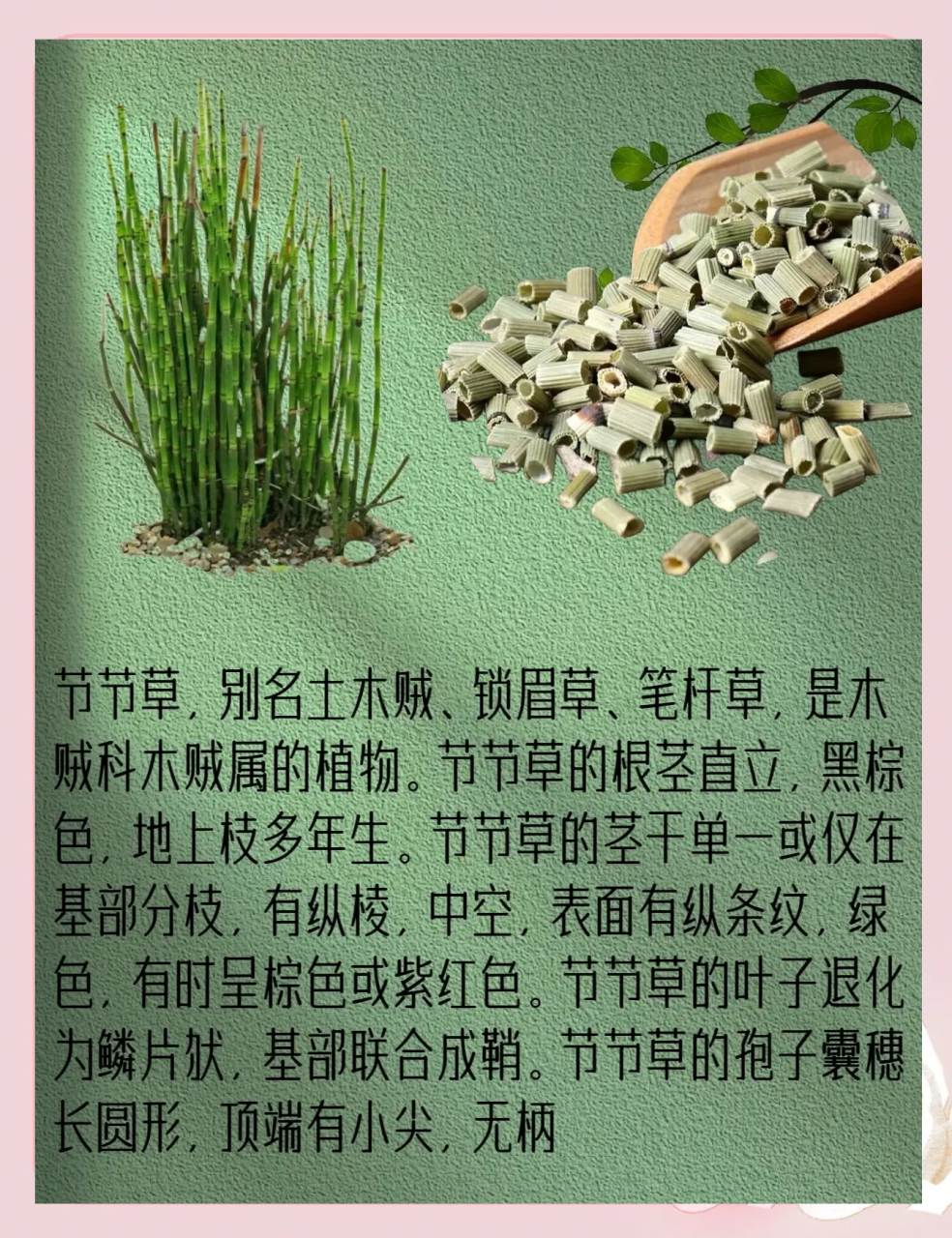 让节节草为你的健康助力