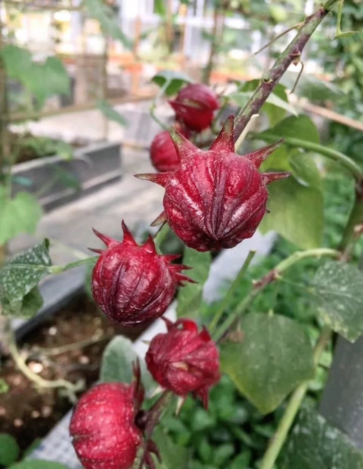 如何正确饮用玫瑰茄?