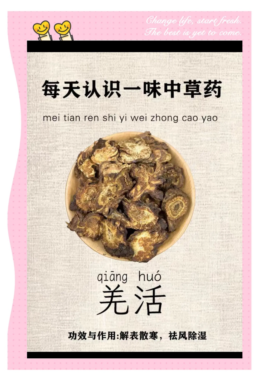 羌活的现代研究与价值