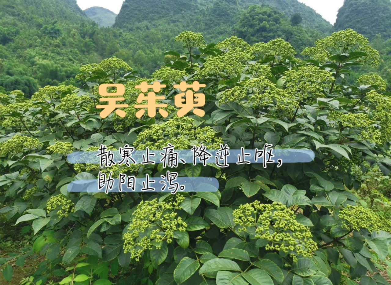 疏肝理气，调和情绪