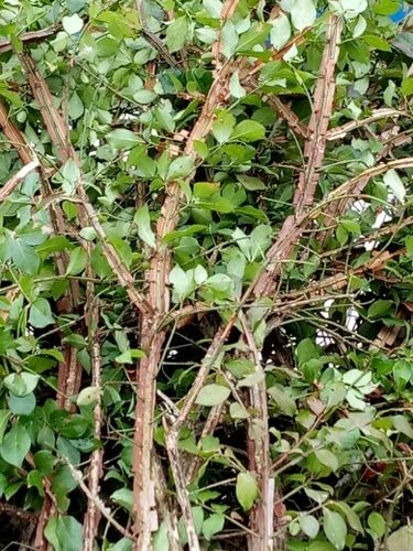 日常保健中的应用