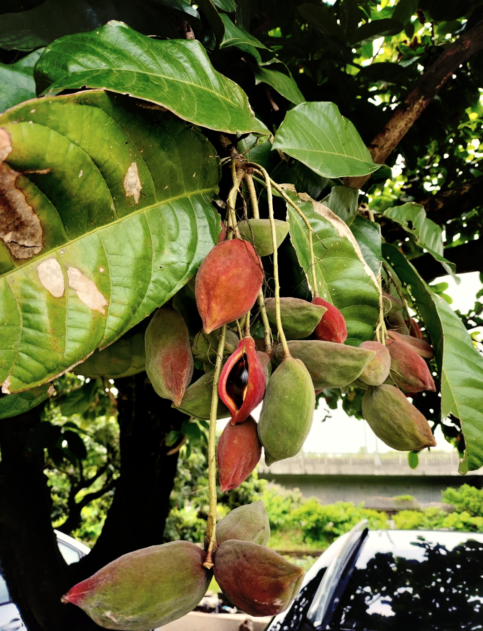 如何正确食用凤眼果?