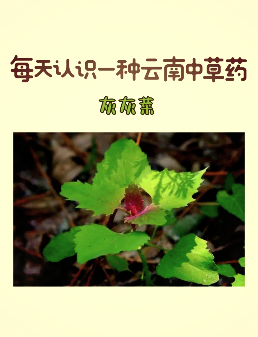 清热解毒,适合夏天食用