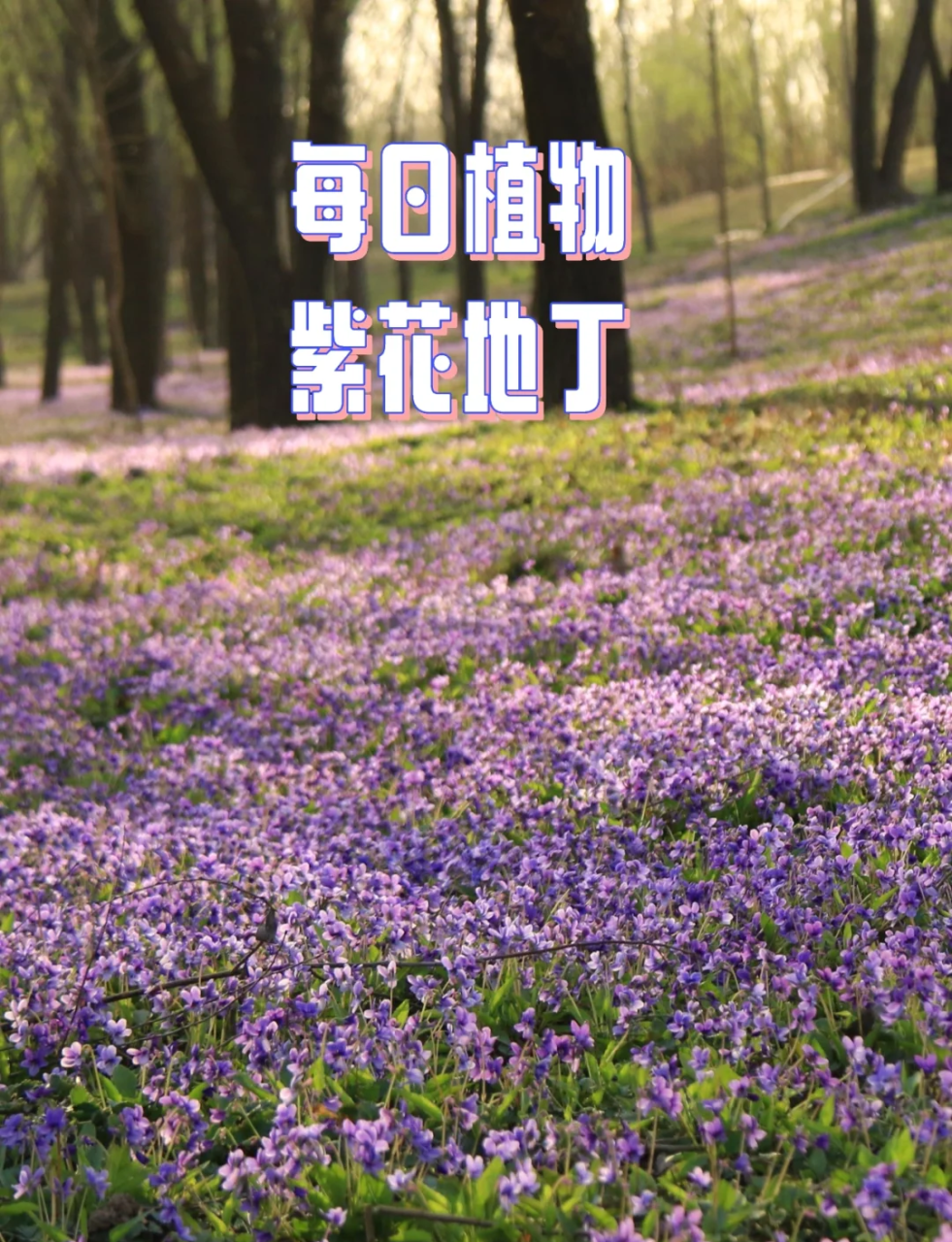 常见的用途有哪些?