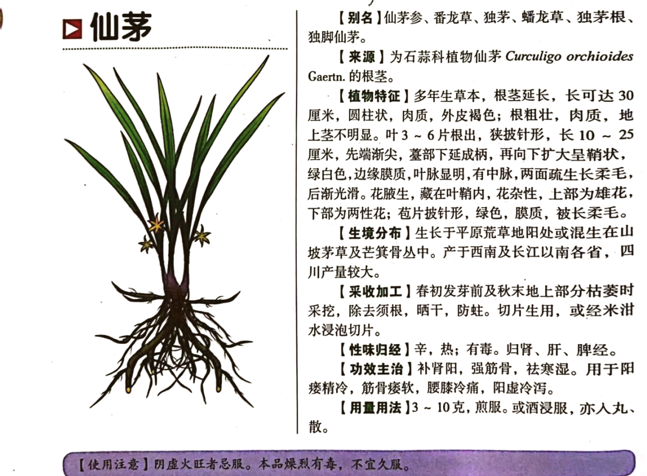 抗衰老与增强免疫力