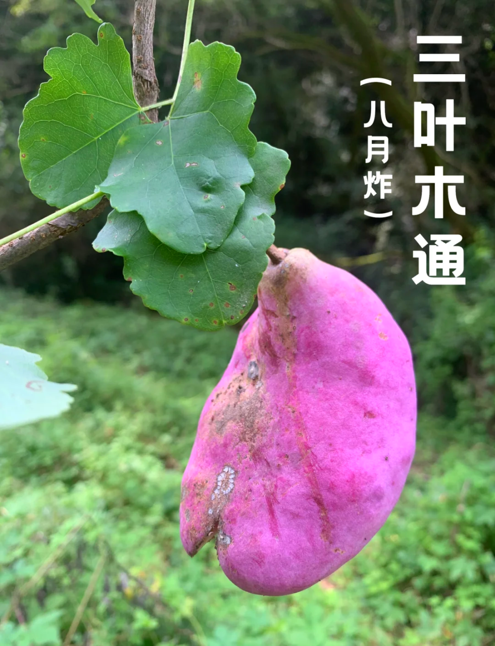 合理食用,发挥最大价值