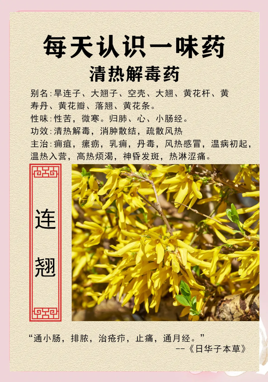 调节免疫，增强体质