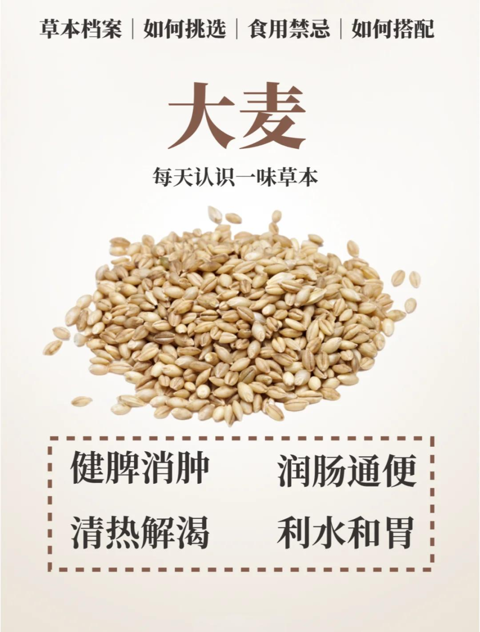 日常如何正确饮用大麦茶?