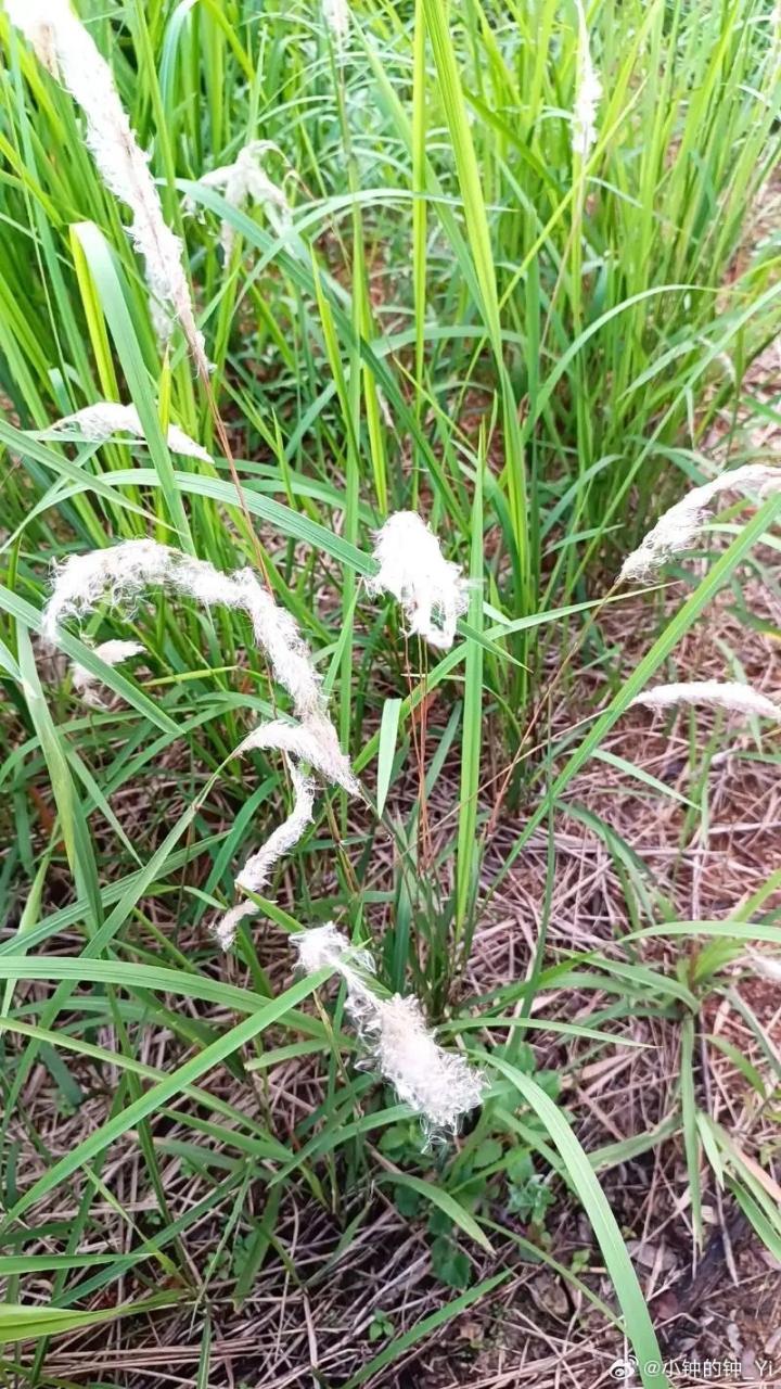 利尿通淋,调理身体