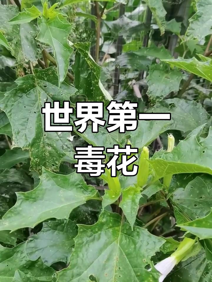 在美容领域的应用