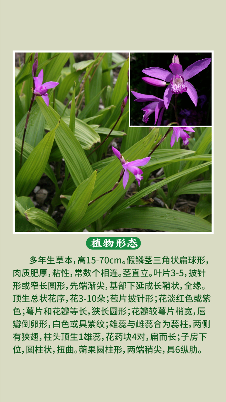 如何正确使用白及