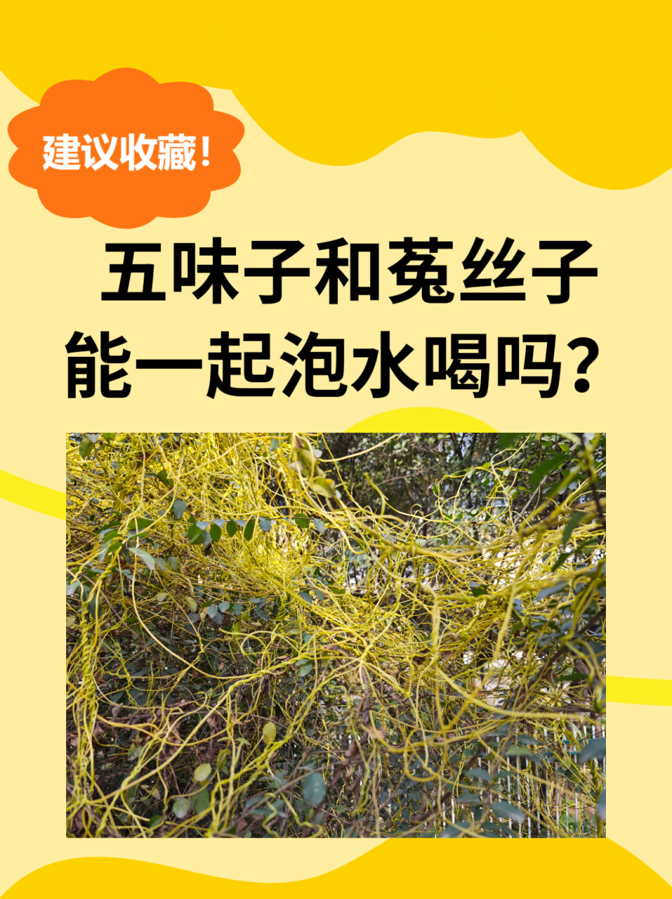 正确泡水方法让效果更佳