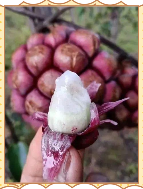 可是,尽管黑老虎有很多作用,但使用时也要注意适当。尤其是孕妇身体虚弱者,应在医生指导下应用,防止副作用。黑老虎虽是纯天然中药材,但并不是万能的,不可以替代正规医疗手段。