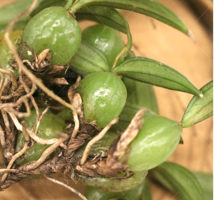 增强免疫力,延缓衰老