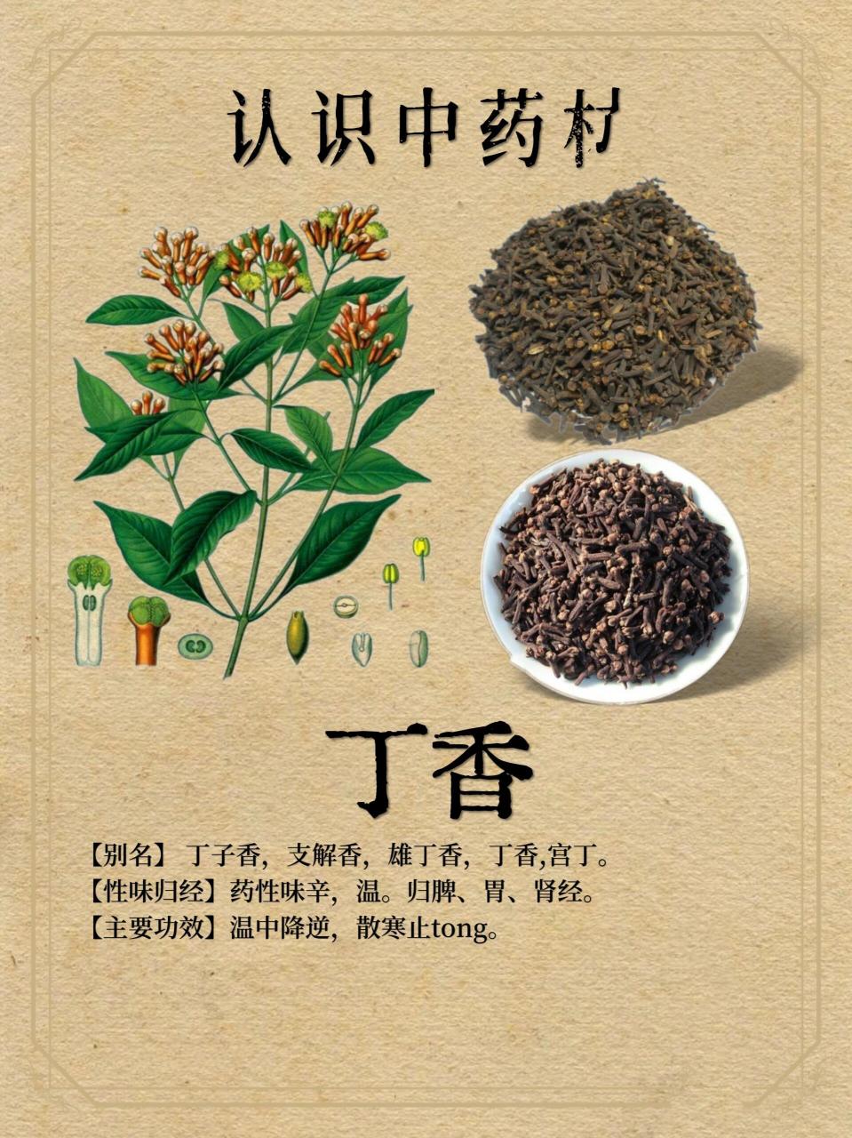丁香的简单介绍