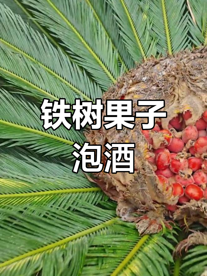 如何正确食用铁树果